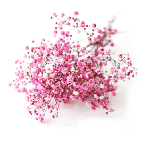 핑크 안개꽃 프리져브드(1묶음)
