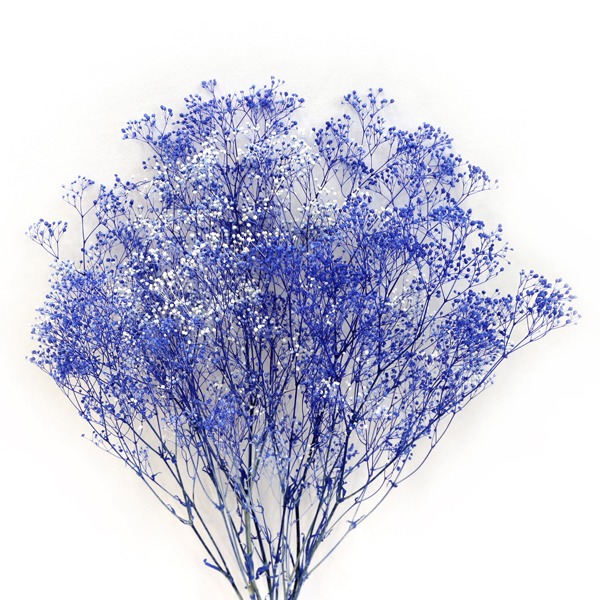 블루 일본 펄안개꽃 프리저브드(1단 22g)