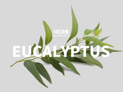 유칼립투스 (Eucalyptus)(Herb Type)