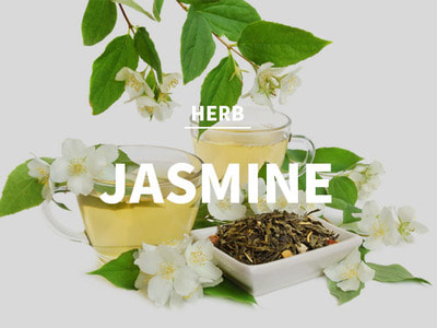 자스민 (Jasmine)(Herb Type)